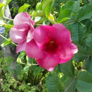 Close-up of pink flowers