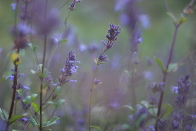 Close-up of purple flowering plant