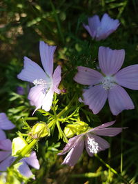 Close-up of purple flowers blooming outdoors