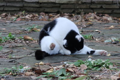 Cat lying down