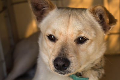 Close-up portrait of dog