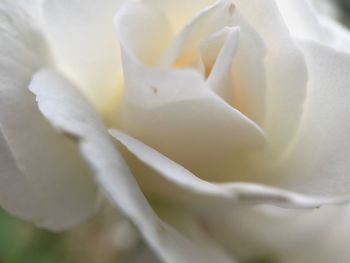 Close-up of flower