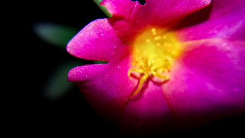 Close-up of pink flower blooming outdoors