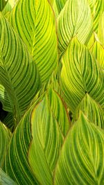 Full frame shot of palm leaves