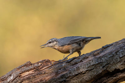 Close-up of bird perching on tree trunk