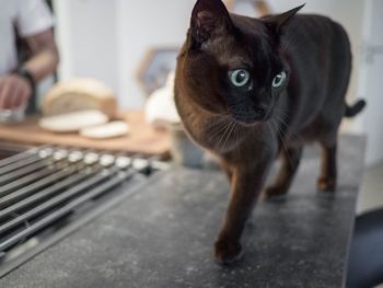 Close-up portrait of cat on table