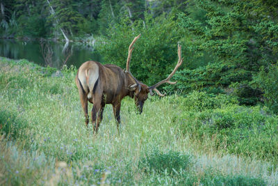 Deer standing in a field