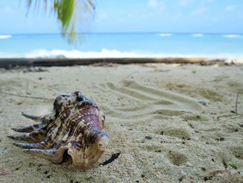 Close-up of crab on sand at beach