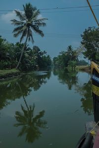 Reflection of palm trees in water