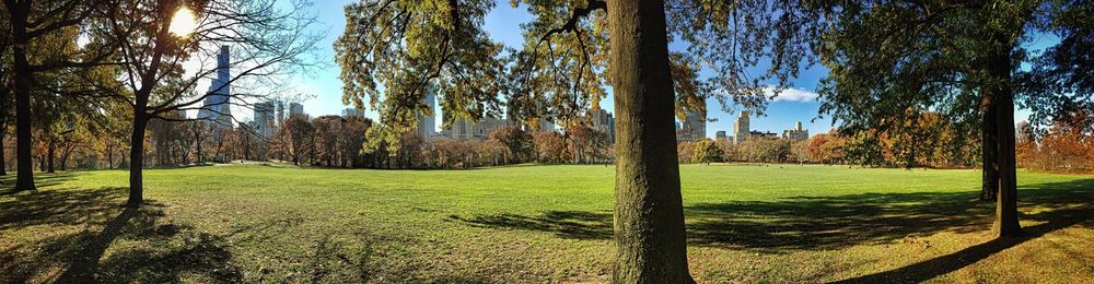 Trees on grassy field