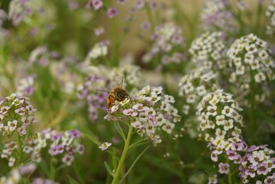 Close-up of bee pollinating on purple flower