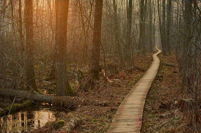 Footpath amidst trees in forest