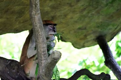 Low angle view of monkey sitting on tree trunk