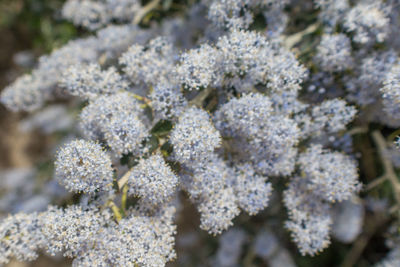 Close-up of flowers