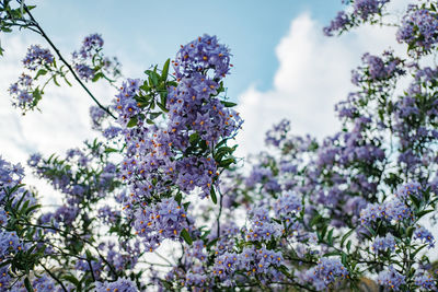 Low angle view of flowering plant against sky...