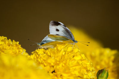 Close-up of butterfly on yellow flower