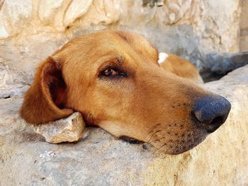 Close-up portrait of dog lying outdoors