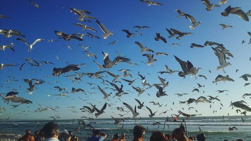 Flock of birds flying over sea against clear blue sky