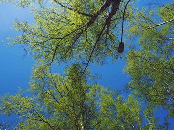 Low angle view of tree against blue sky