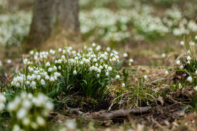 Close-up of white flowers on field