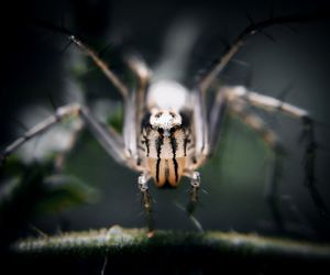 Close-up of spider