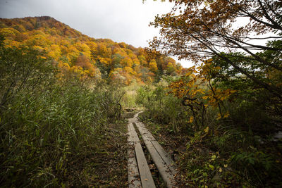 Railroad track amidst trees against sky during autumn