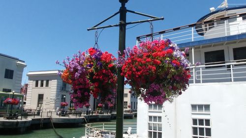 Low angle view of flower tree against sky