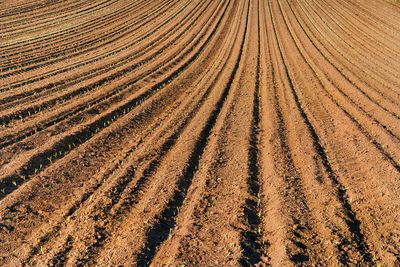 Cultivated land in spring