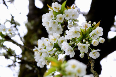 Close-up of white flowers blooming on tree