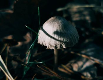 Close-up of mushroom growing on field