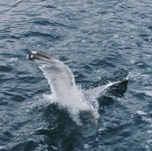 View of whale swimming in sea