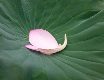 Close-up view of leaf