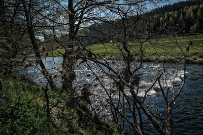 Bare trees on riverbank