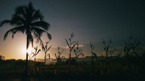 Silhouette trees against sky during sunset