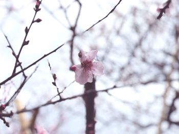 Low angle view of pink cherry blossoms on branch