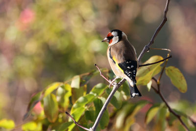 Close-up of bird perching on branch