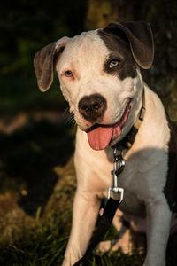 Close-up portrait of a dog