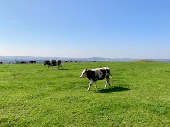 Cows in a field