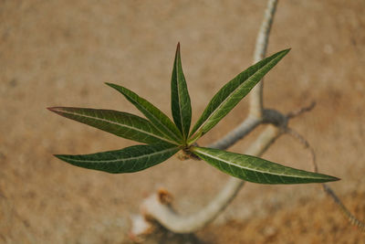 Close-up of plant leaves