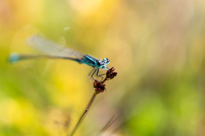 Close-up of insect on plant