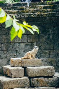 View of a cat sitting on rock against wall