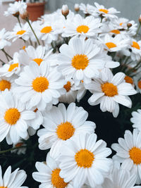 Close-up of white daisy flowers