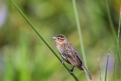 Brown female red-wing blackbird agelaius phoeniceus perches on the tall reeds and grass in a pond 