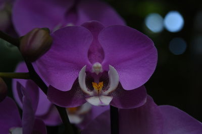 Close-up of purple flower