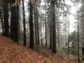 Trees in forest