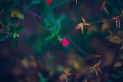 Close-up of red flowering plant