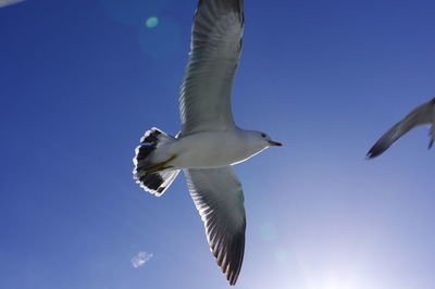 Low angle view of seagulls flying in sky