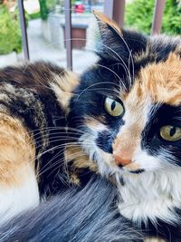 Close-up portrait of a cat looking away