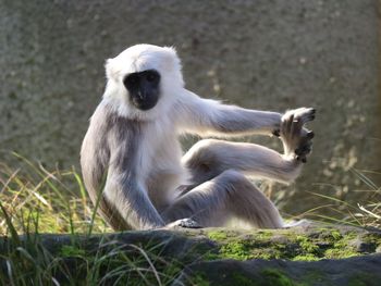 Lion sitting on field