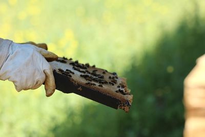 Close-up of honey bees on honeycomb 